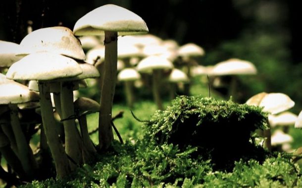 município promove formação sobre produção domés...