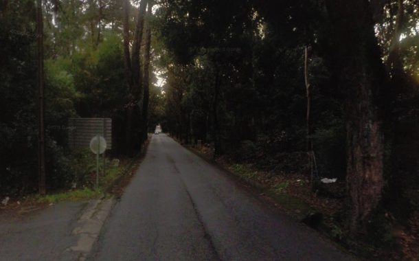 trânsito cortado em palme devido a abate de árv...