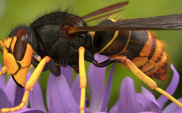 primeira tarde apícola de barcelos