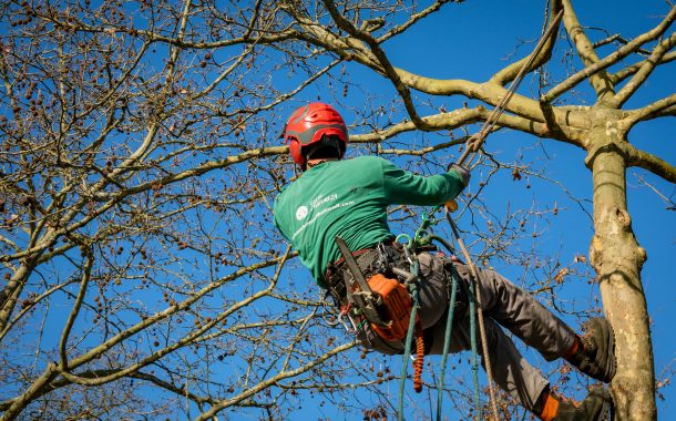 município promove poda de 300 árvores