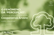 O Fenómeno da 'Percepção': Um Olhar sobre o Acervo da Cooperativa Árvore